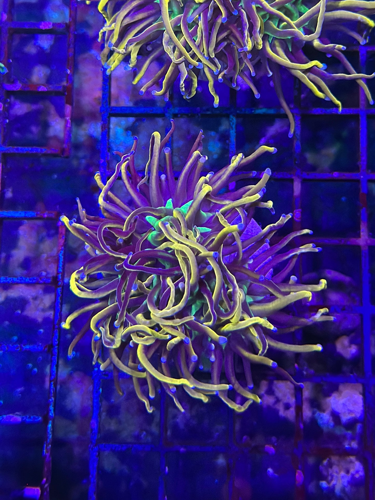 HGC Aquacultured 24k NY Knicks Torch Coral 2