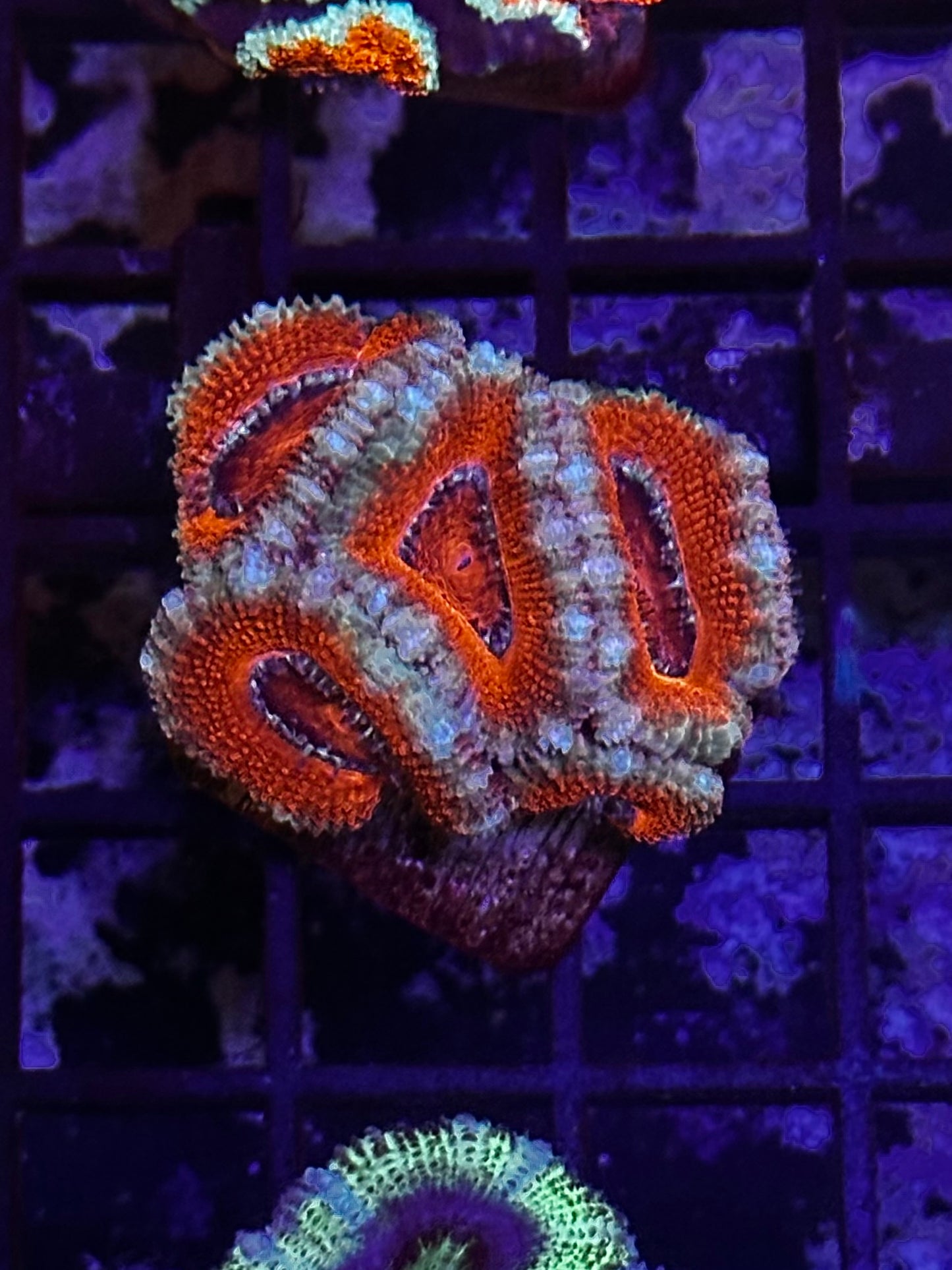 HGC Acan Lord Coral 2