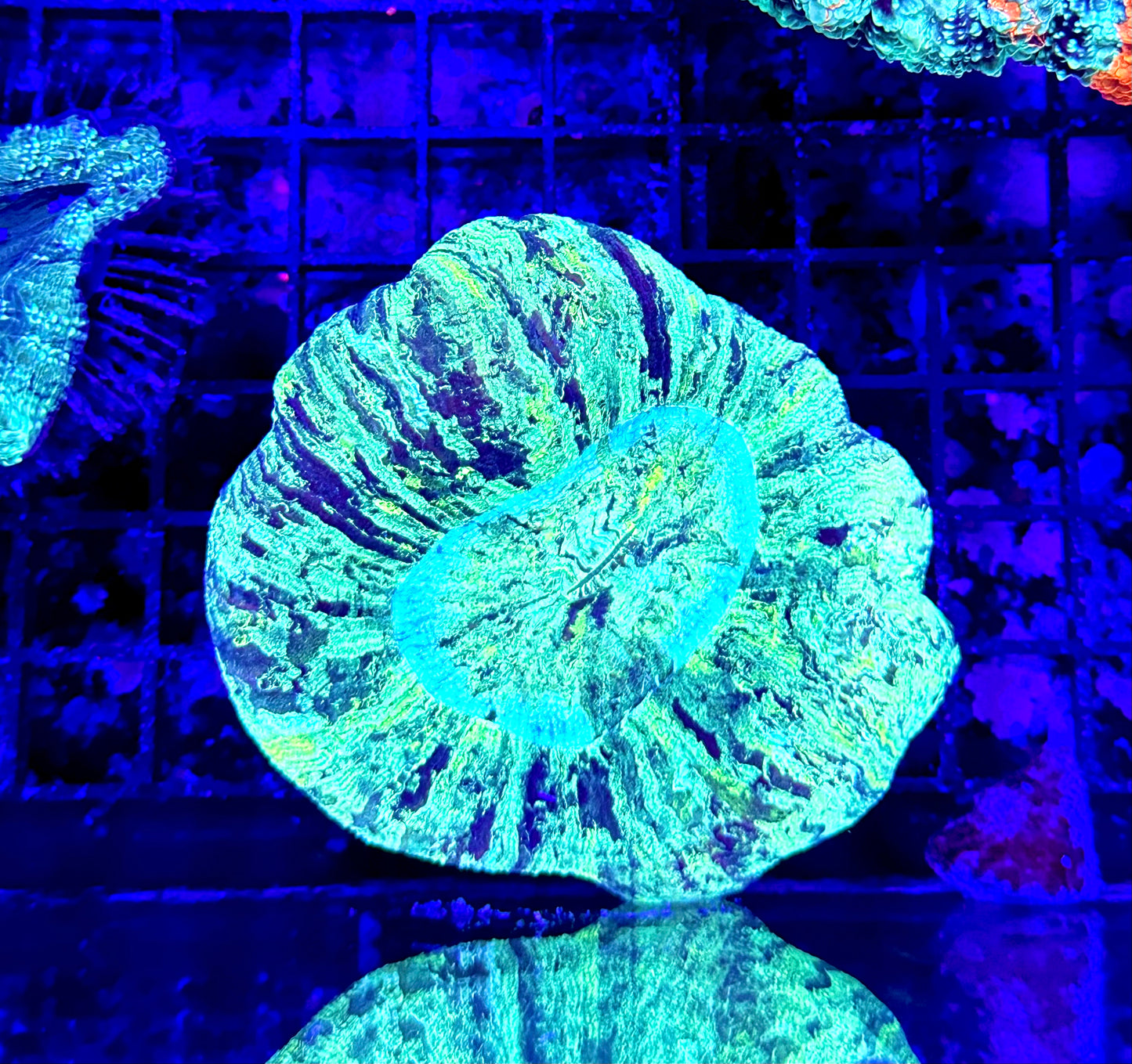 Unique Wellsophyllia