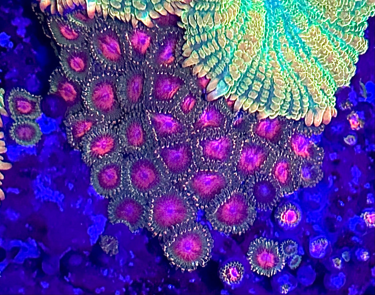 Awesome Blossom Zoanthids