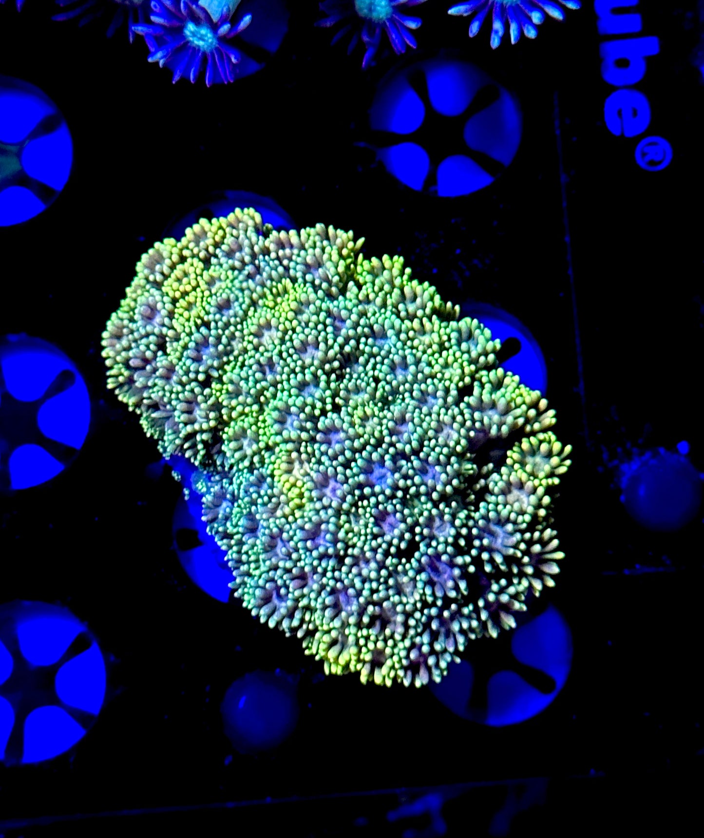 Rainbow Goniopora