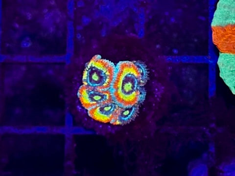 HGC Holy Grail Micromusa Coral