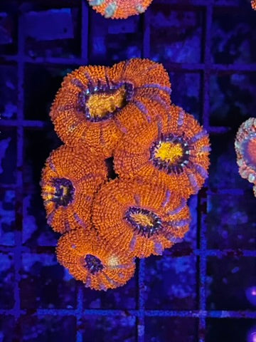 HGC Golden Core Acan Lord Coral