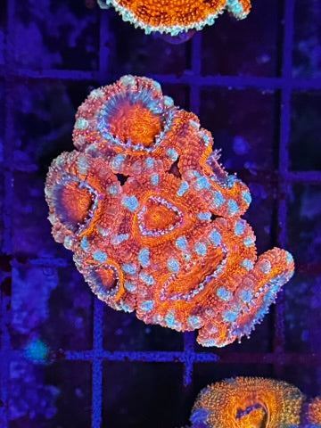 HGC Ultra Acan Lord Coral