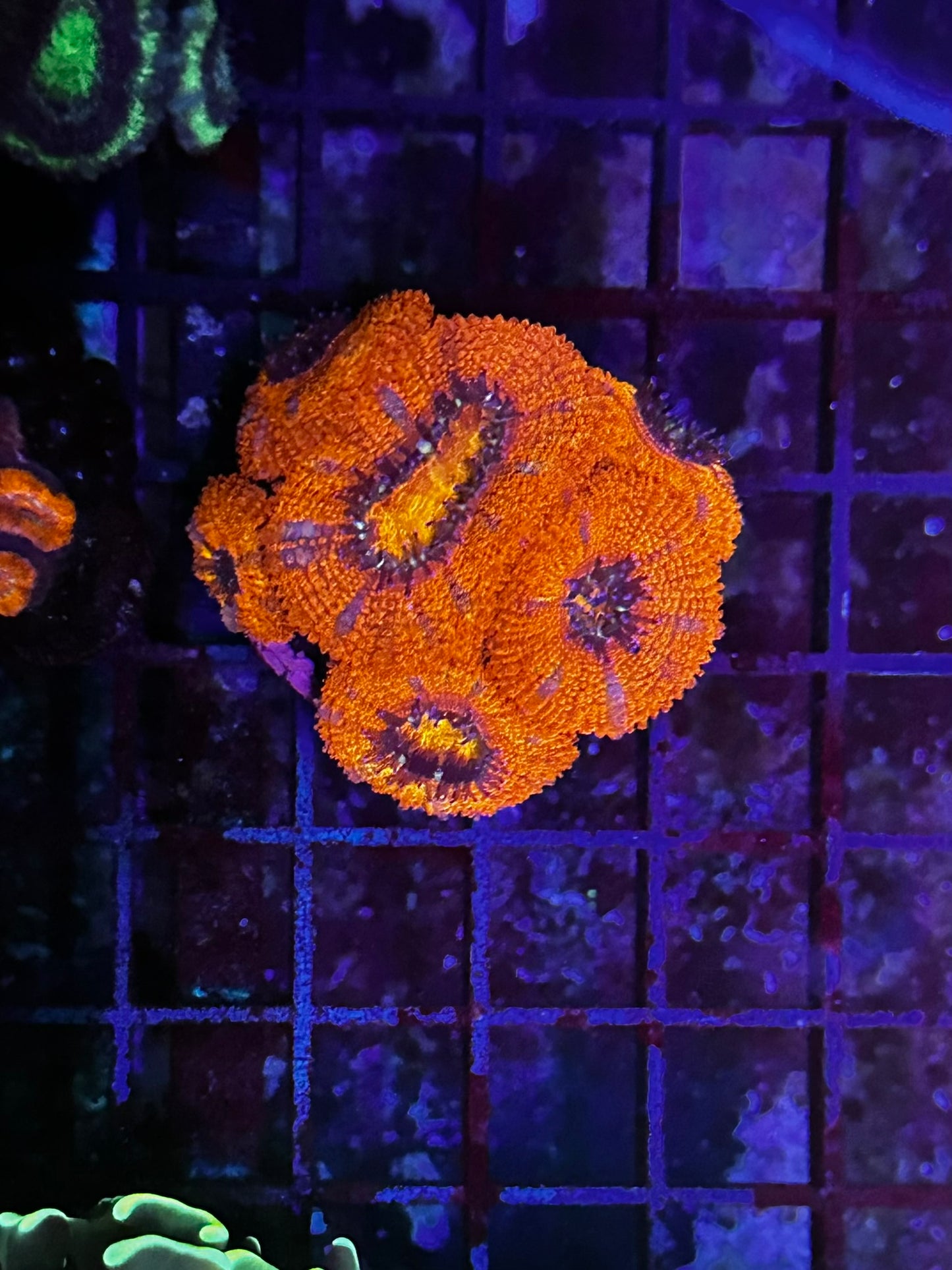 HGC Golden Core Acan Lord Coral 2