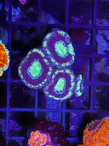 HGC Green/ Purple Acan Lord Coral