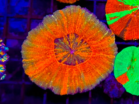 HGC Flaming Sun Scolymia