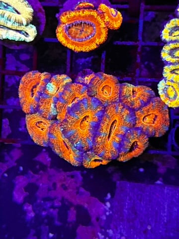 HGC Ultra Rainbow Micromusa “Acan” Lord Coral Colony