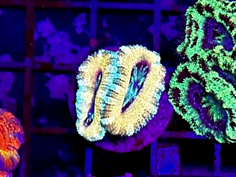 HGC Ultra Unique Micromusa “Acan” Lord Coral
