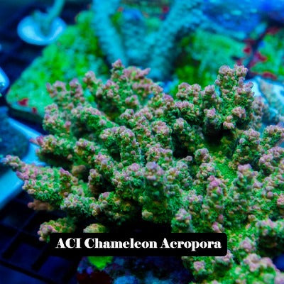 ACI Aquaculture Acro Frag Pack E - Frag to Order 100% Aquacultured 3-7 Frags
