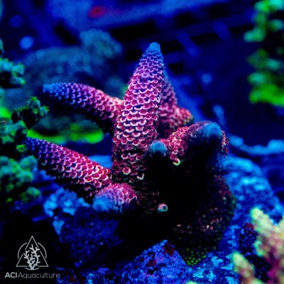 ACI Dream Catcher Acropora Spathulata- Frag to Order 100% Aquacultured