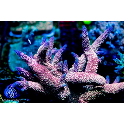 ACI Dream Catcher Acropora Spathulata- Frag to Order 100% Aquacultured