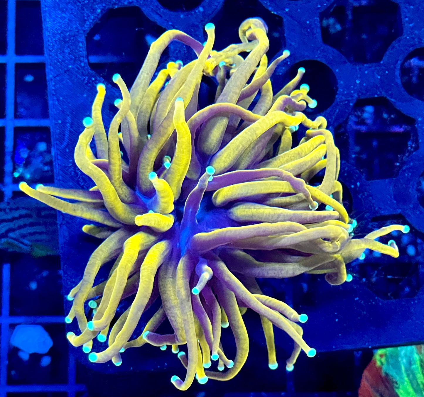 Black Panther Torch Coral