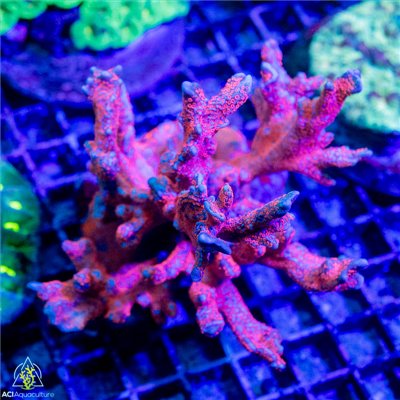 Chalice & Montipora Colony Reserved for Dan