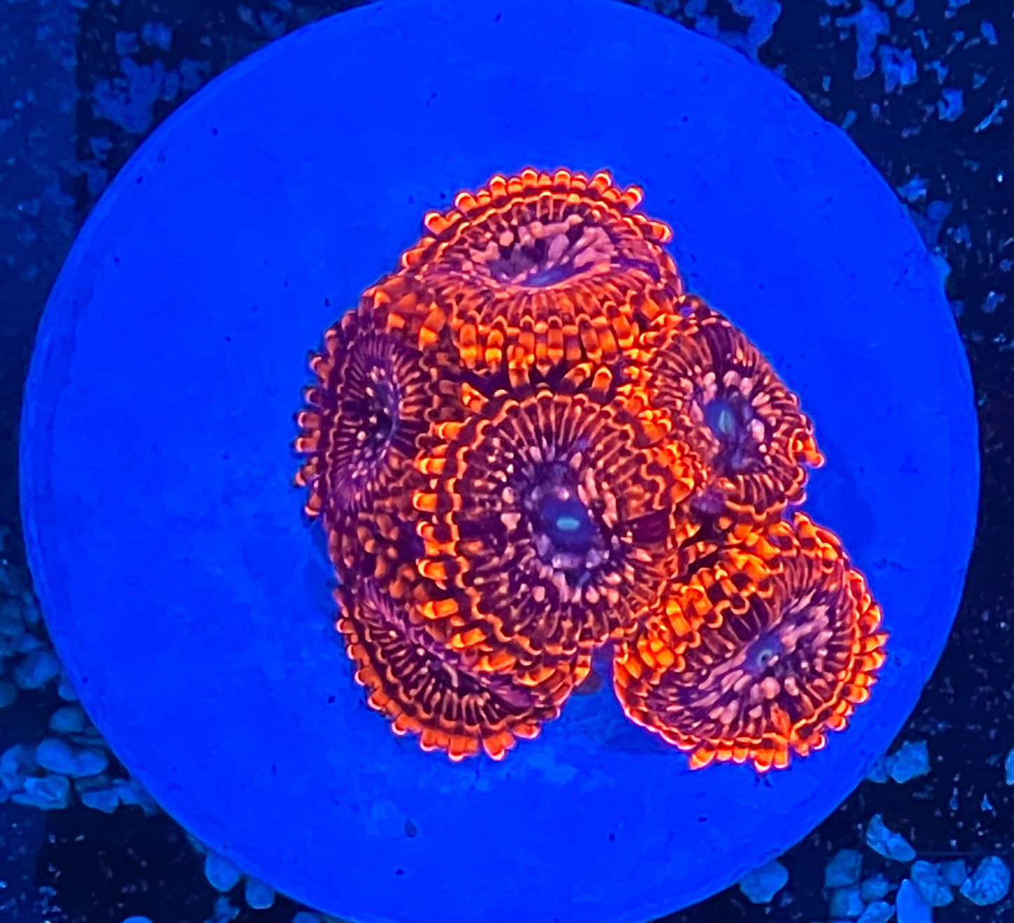 Utter Chaos Zoanthids