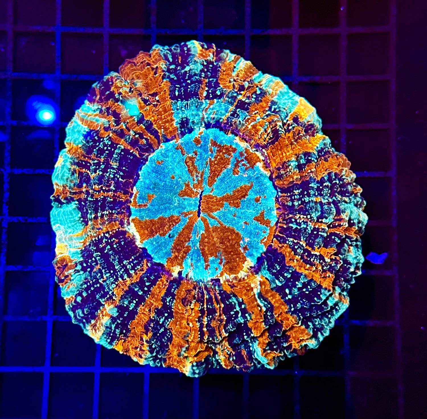 Acanthophyllia