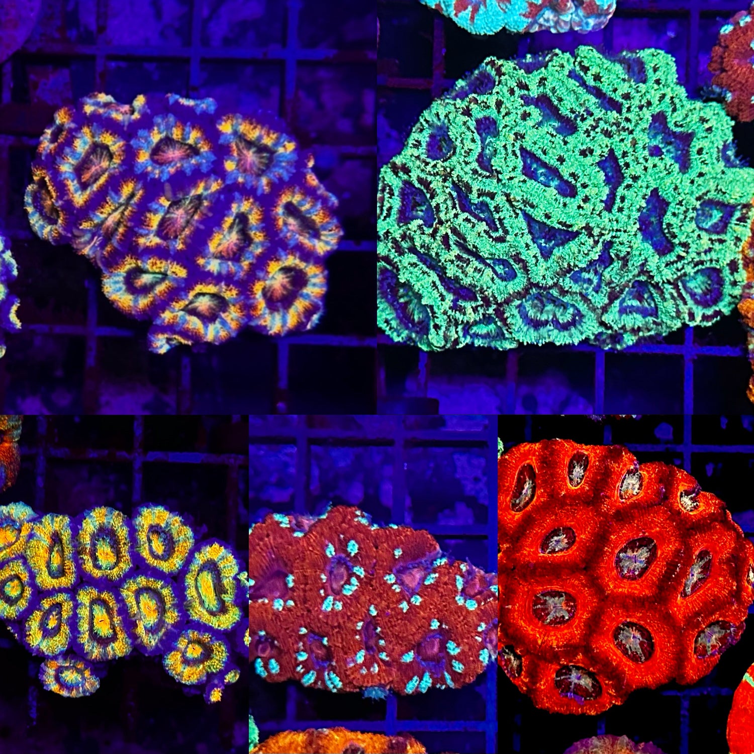 "Acan" Lords