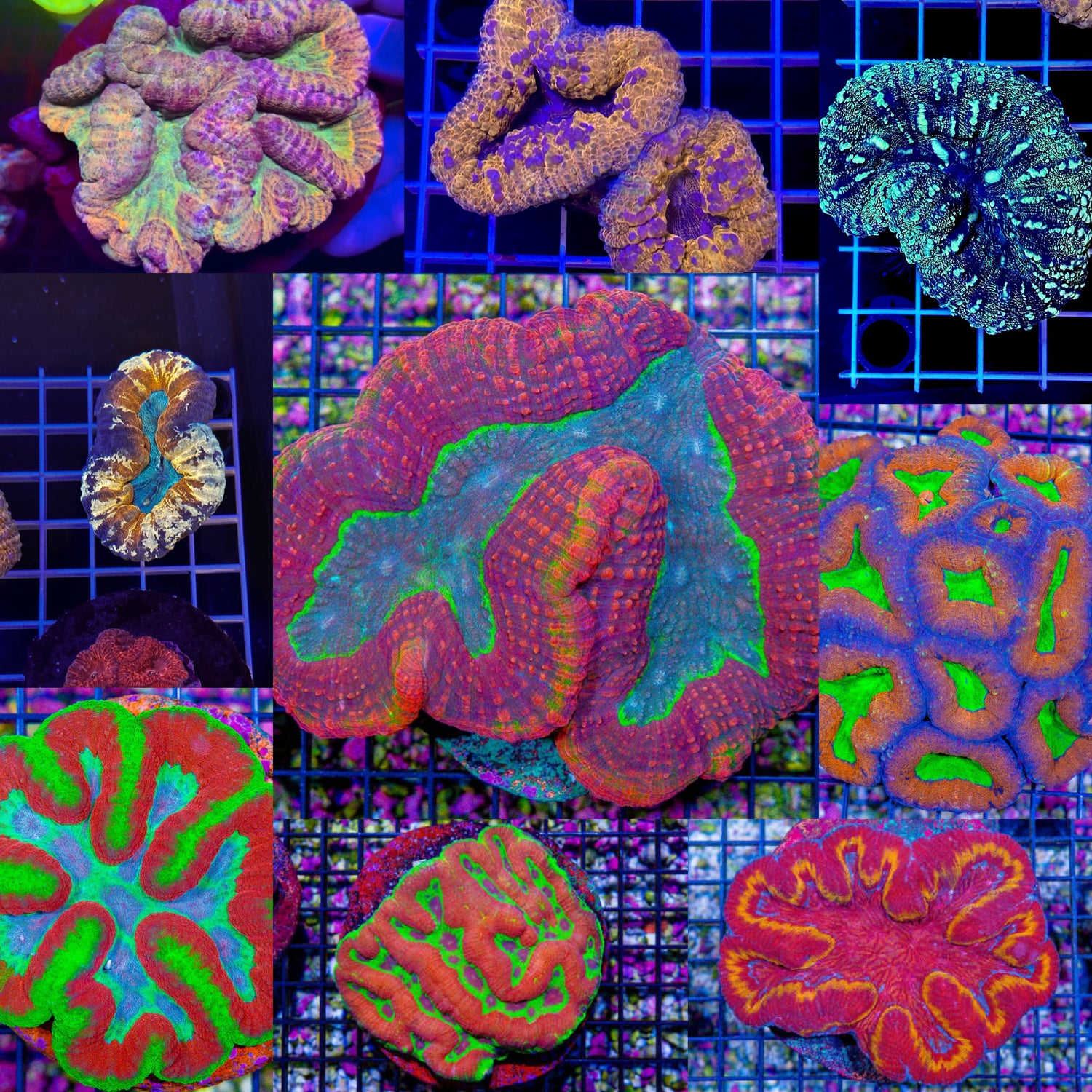 Lobophyllia/ Symphyllia