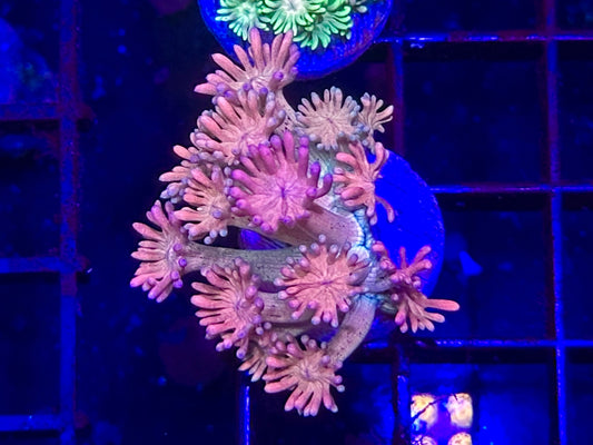 HGC Rainbow Goniopora 2