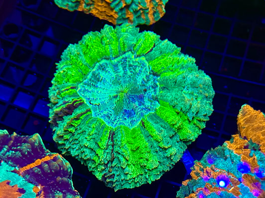 HGC  Green Lantern Acanthophyllia