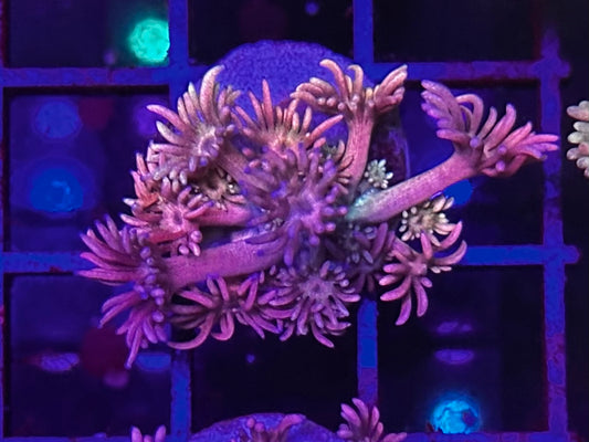 HGC Purple Berry Rainbow Goniopora 2