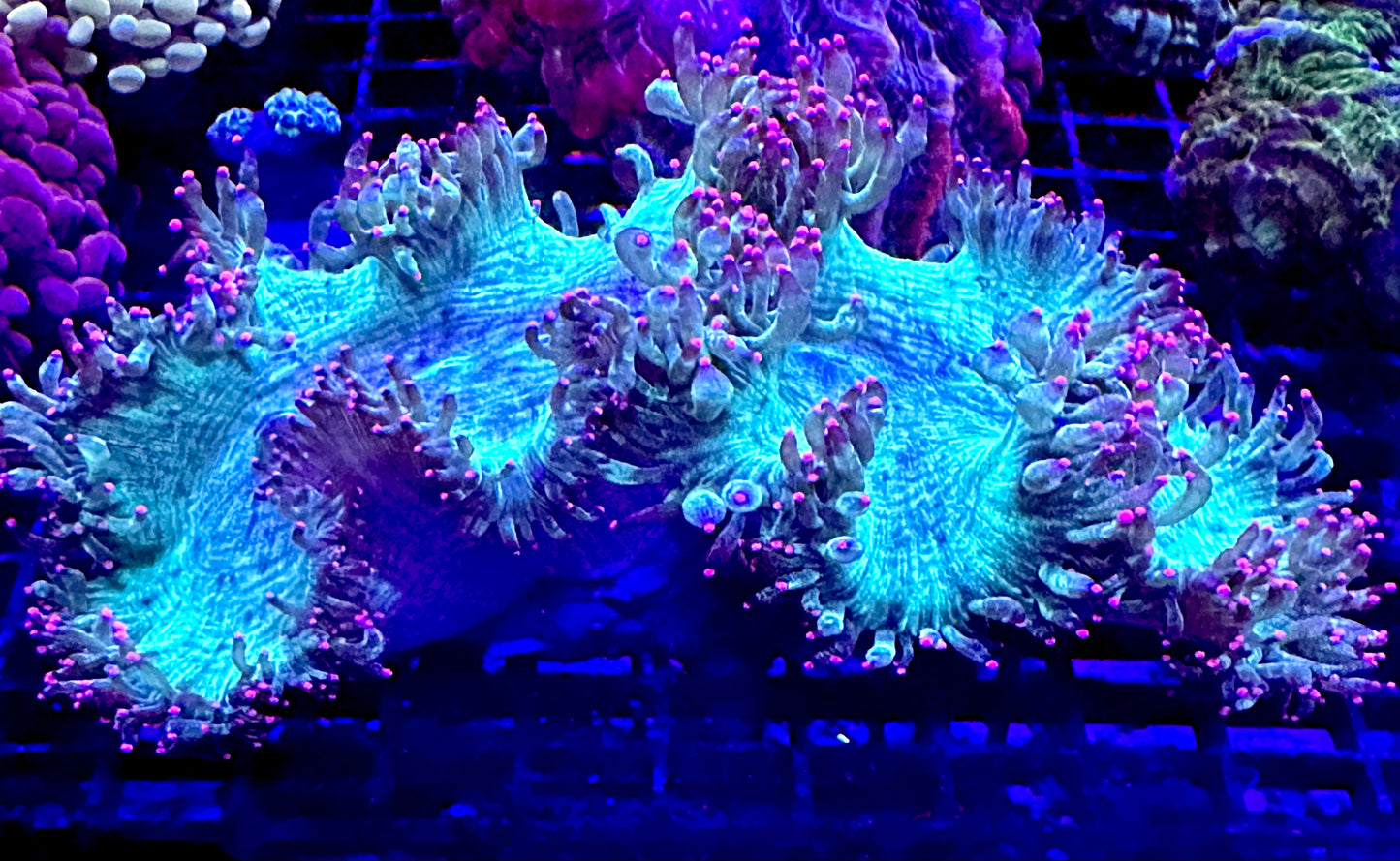 Pink Tip Elegance Coral