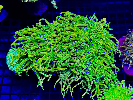 HGC Holy Grail Torch Coral