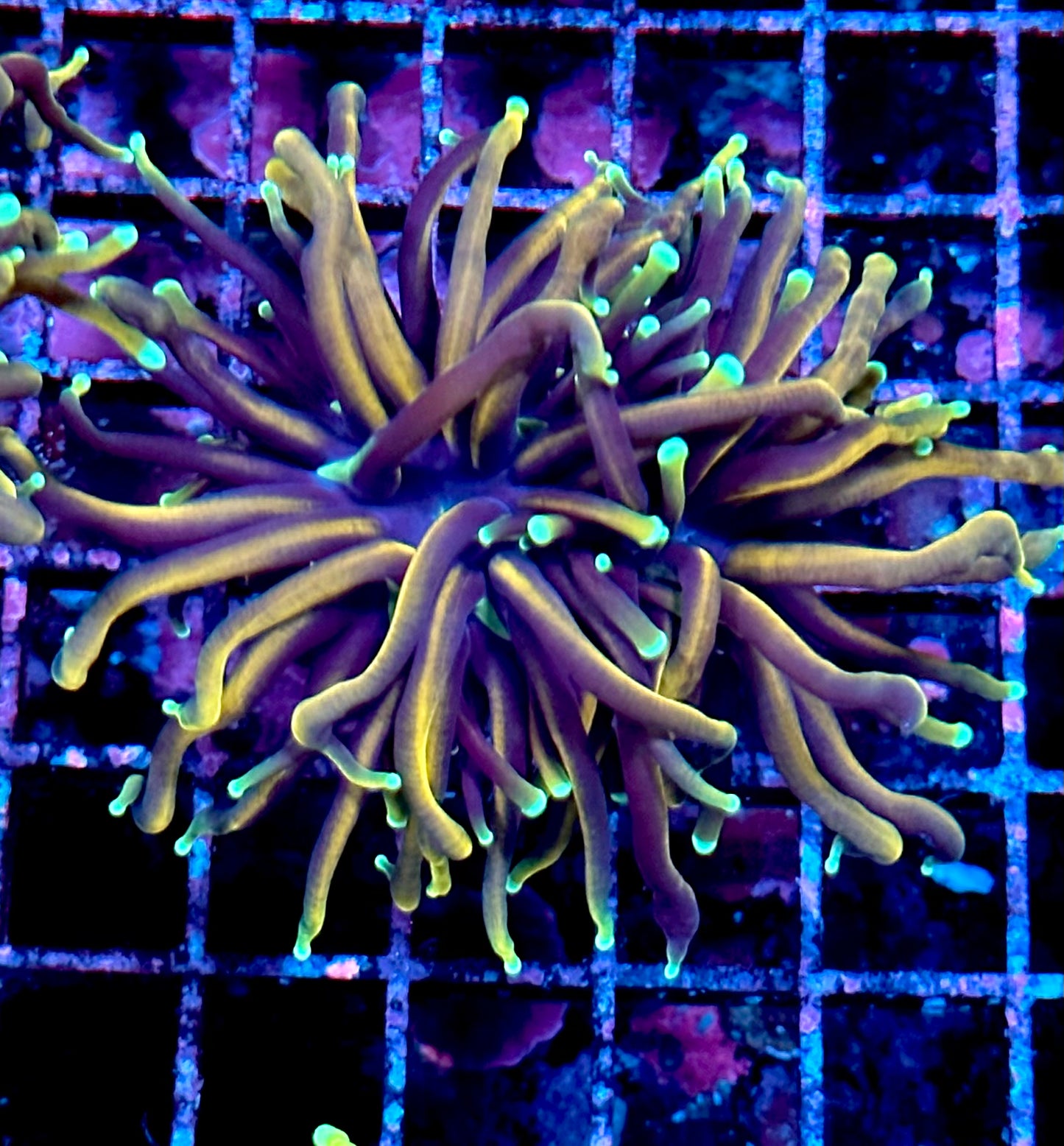 Jester Torch Coral Double