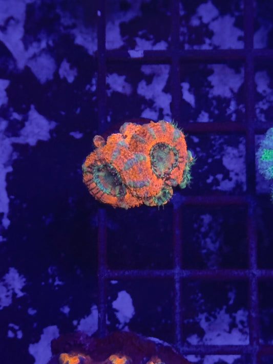 HGC Unique Acan Lord Coral