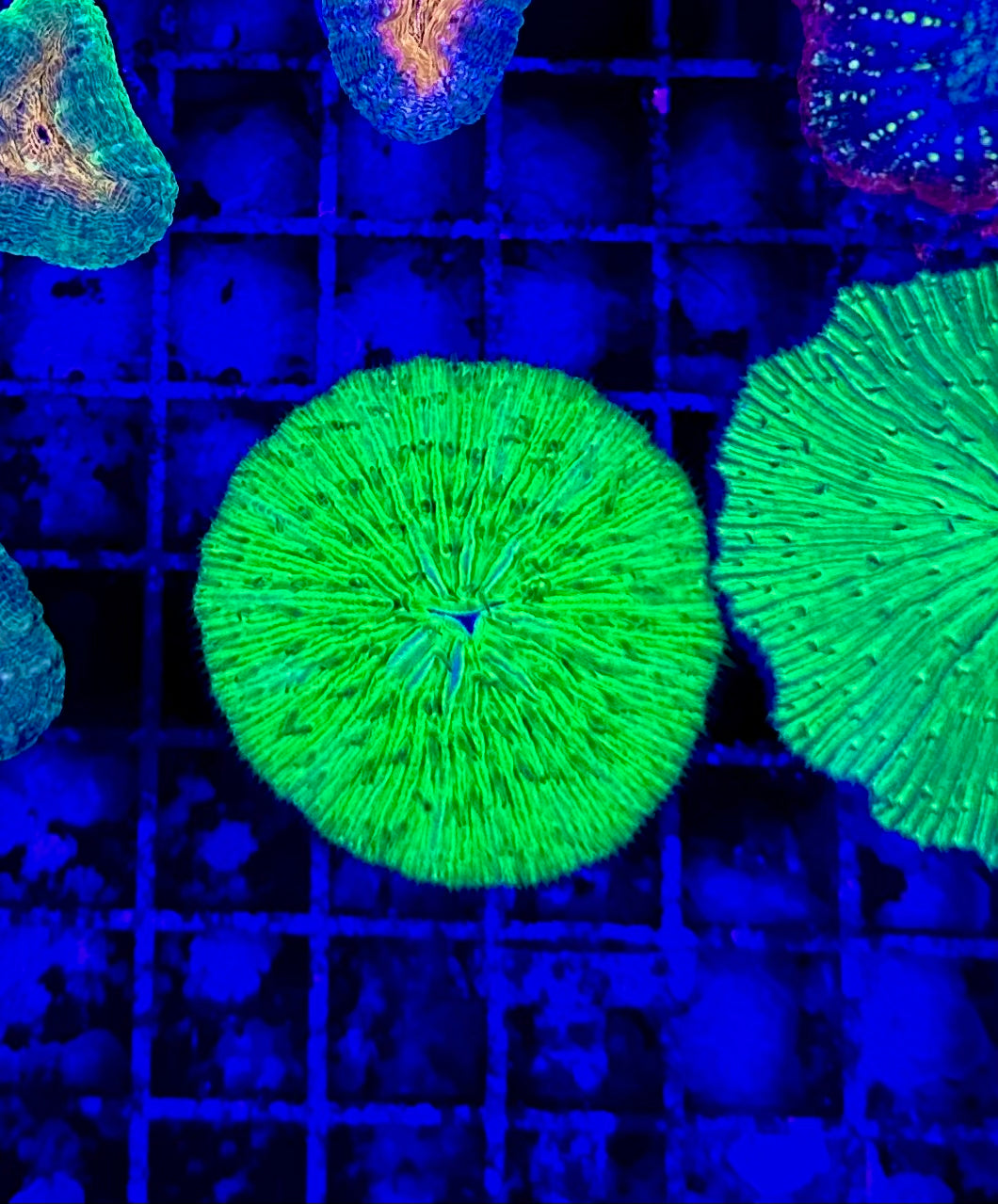 Neon Green Plate Coral Fungia 2