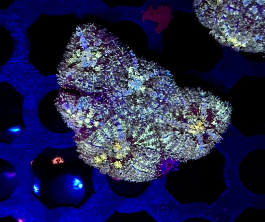 Unique Rhodactis Mushroom Coral Colony with Potential 2