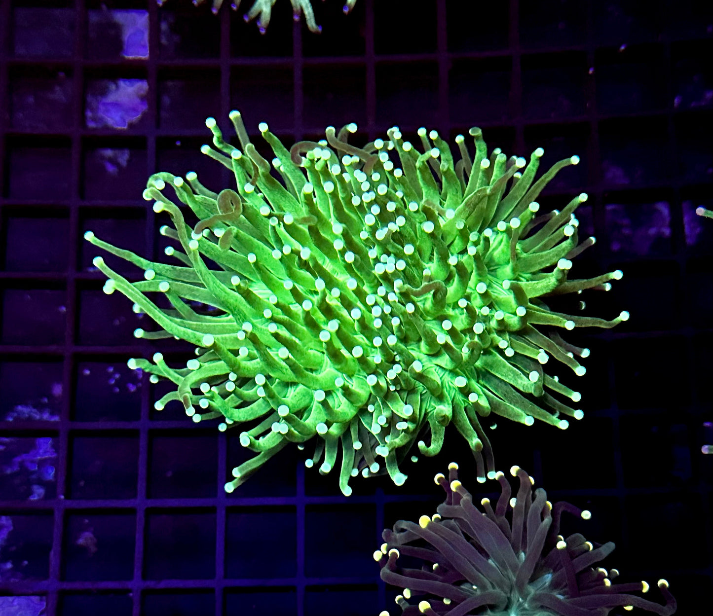 Indo Lime Torch Coral 2 Heads