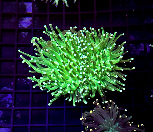 Indo Lime Torch Coral 2 Heads