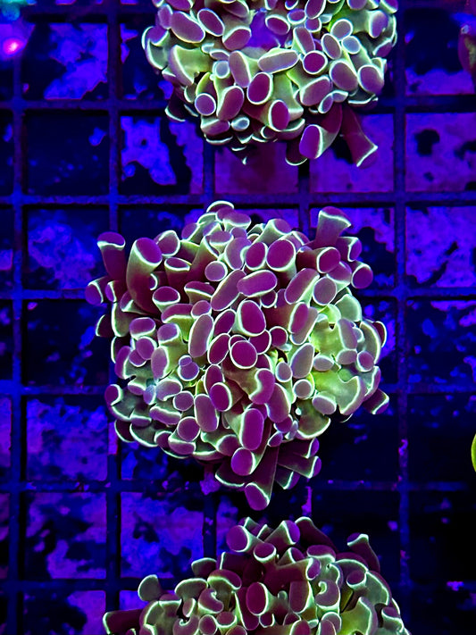 HGC Hologram Hammer Coral 2 Heads QG2D