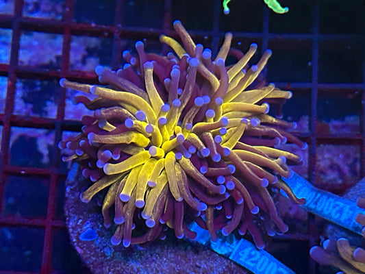 HGC Grafted Asian Torch Coral
