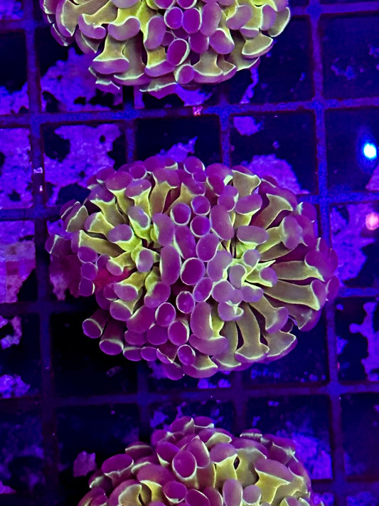 HGC Hologram Hammer Coral 2 Heads DO4D