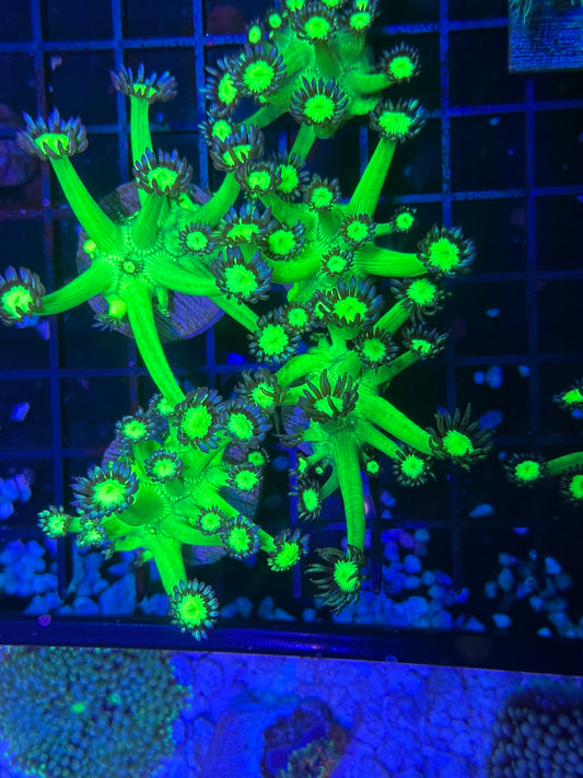 HGC Shadow Flame Goniopora