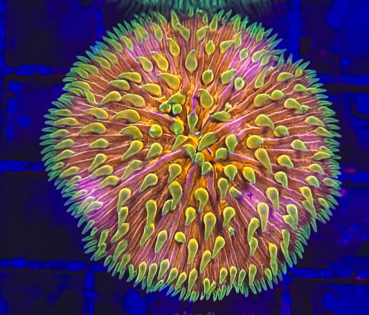 Ultra  Plate Coral Fungia