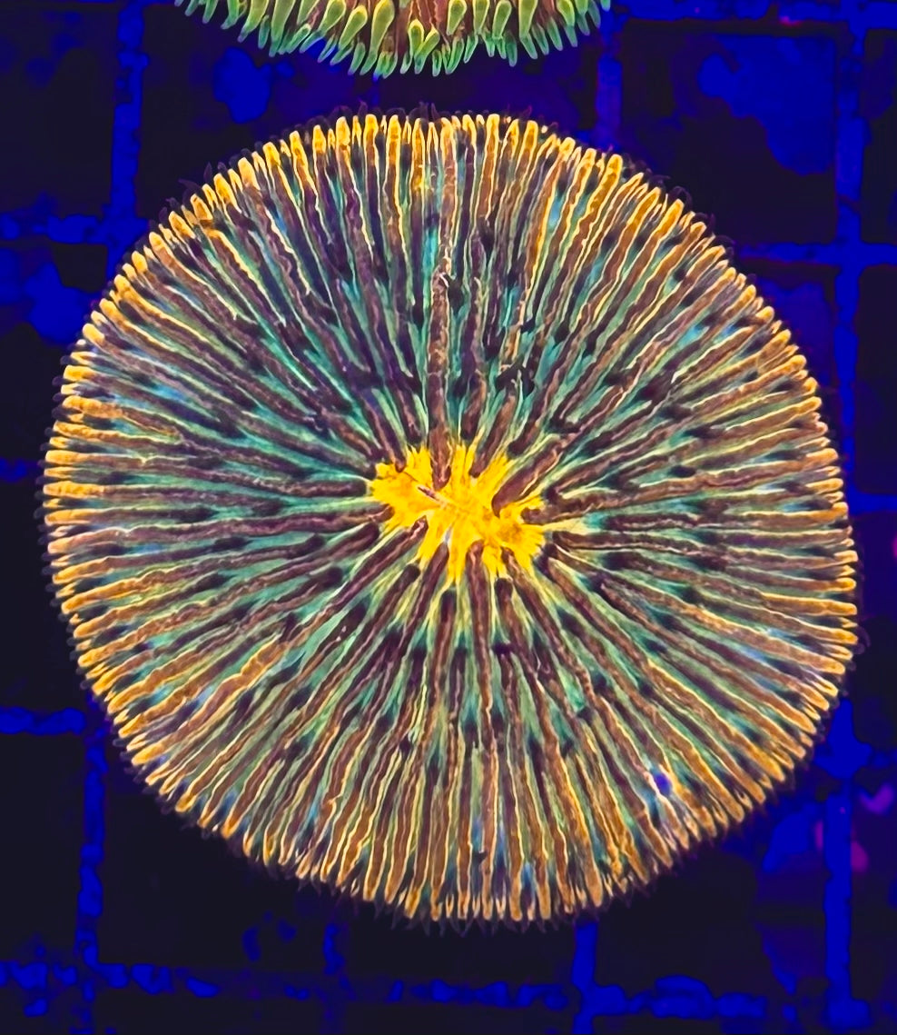 Ultra  Plate Coral Fungia 2