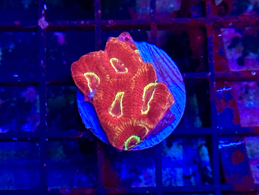 HGC Favia Coral 2