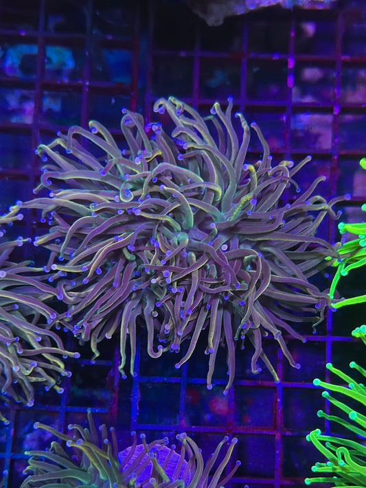 HGC Unicorn Tails Torch Coral 1- Rare New Release!!!