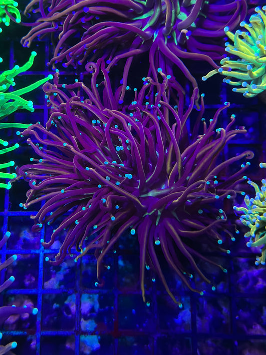 HGC Jester Torch Coral  2 Heads