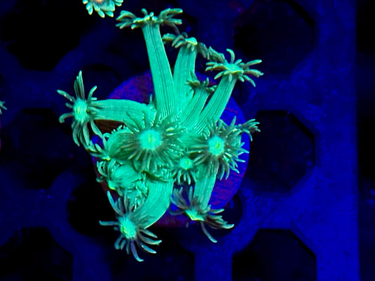 HGC Metallic Green Goniopora