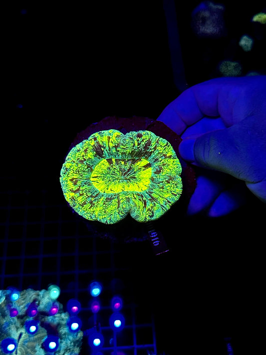 HGC Laser Lemon Lime Wellsophyllia