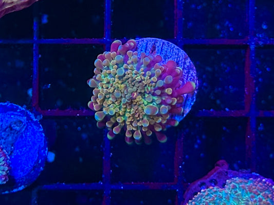 HGC Rainbow Yuma Mushroom