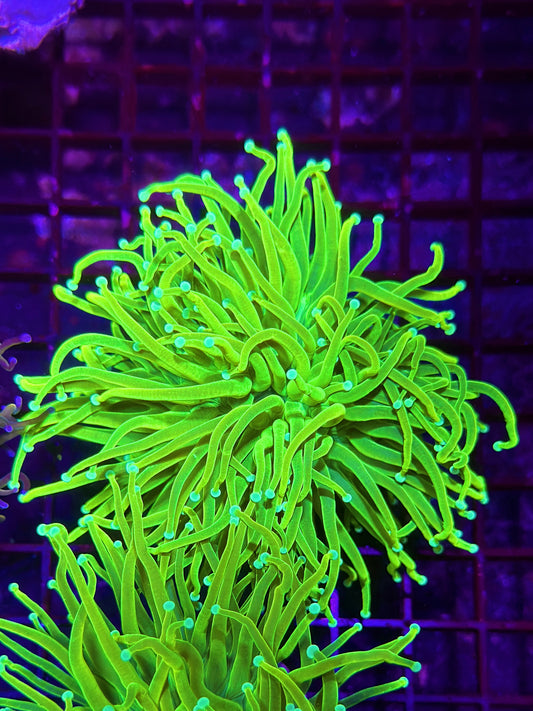 HGC Prenup Holy Grail Torch Coral 3