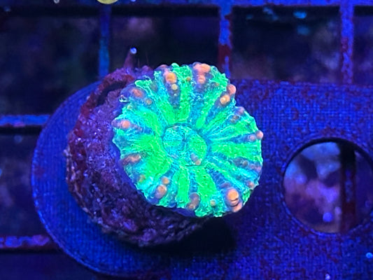 Ultra Button Scolymia BS1