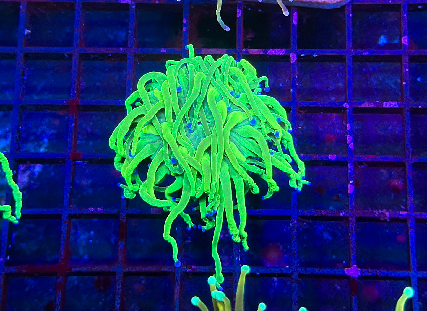 HGC Holy Grail Torch Coral 1