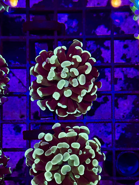 HGC Basic B Green Hammer Coral 2