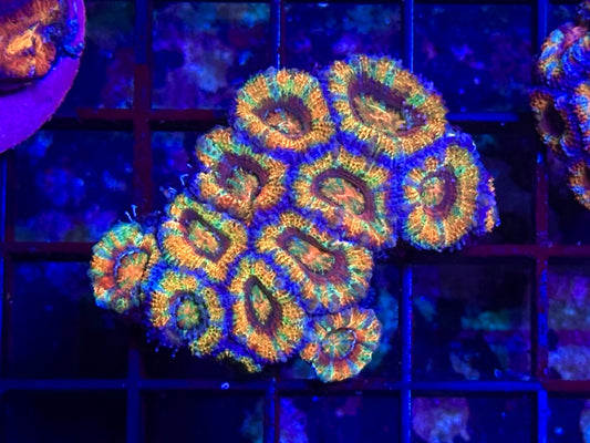 HGC Ultra Rainbow Micromusa “Acan” Lord Coral Colony